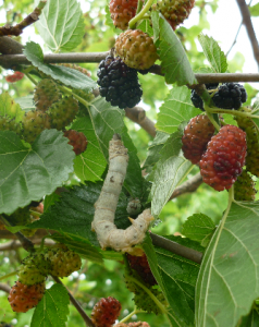 mulberry